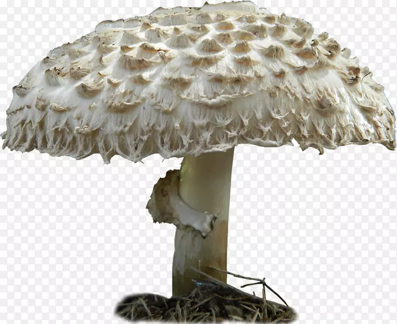 食用菌艺术家巴西蘑菇