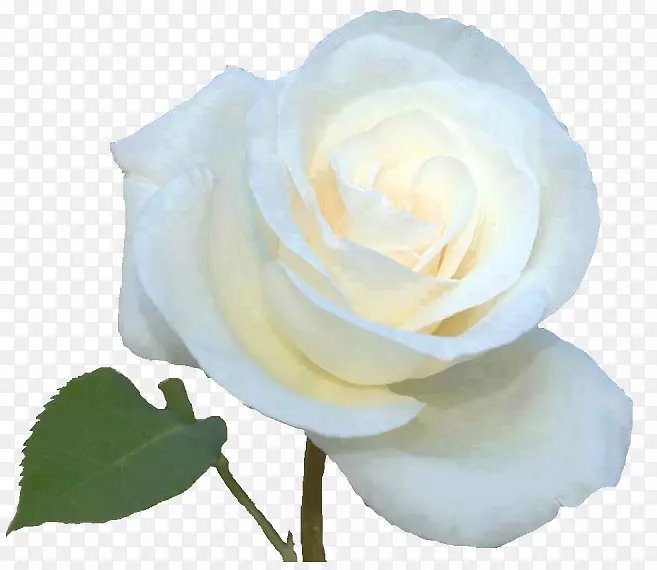 花园玫瑰、卷心菜、玫瑰花×白花