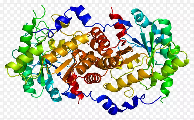 δ-氨基乙酰丙酸脱水酶缺乏症卟啉5-氨基乙酰丙酸合酶