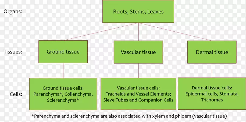 地面组织维管组织植物茎-植物图