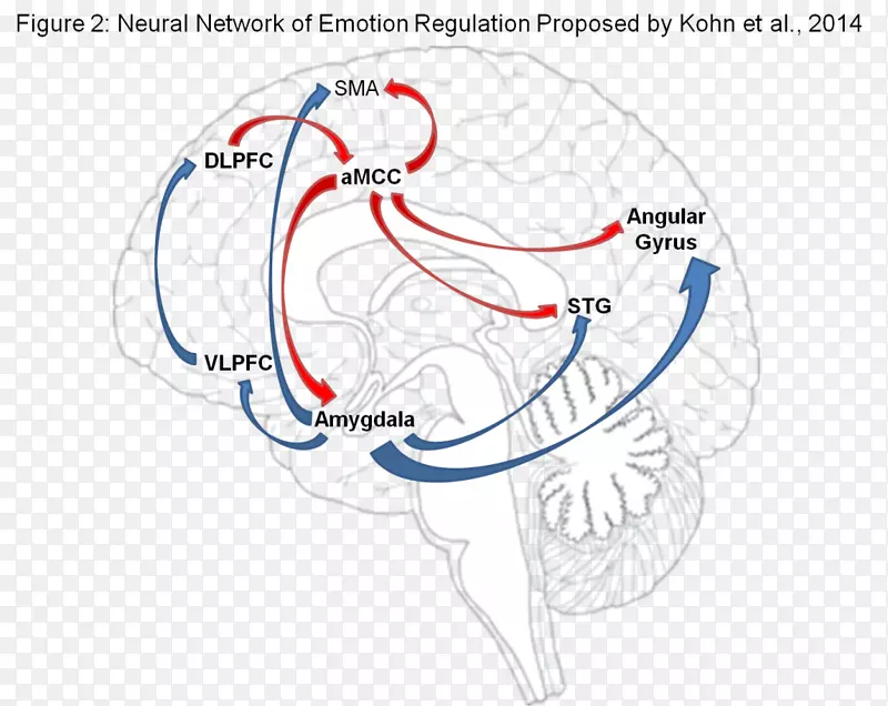 情绪自我调节性大脑唤醒杏仁核-大脑