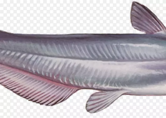 蓝鲶鱼产品乳鱼油性鱼类