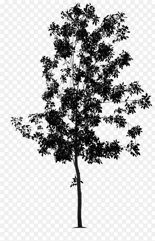 嫩枝树、青灰、黑白盆景树