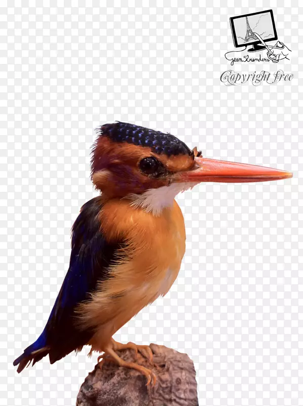 鸟非洲侏儒翠鸟嘴鸟