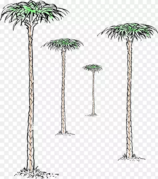 亚洲棕榈玉树树枝
