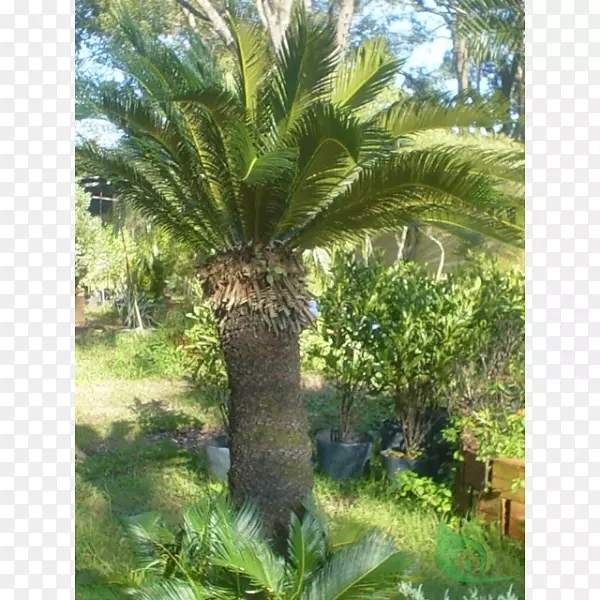 巴巴苏植物群落植物油棕榈树维管植物枣