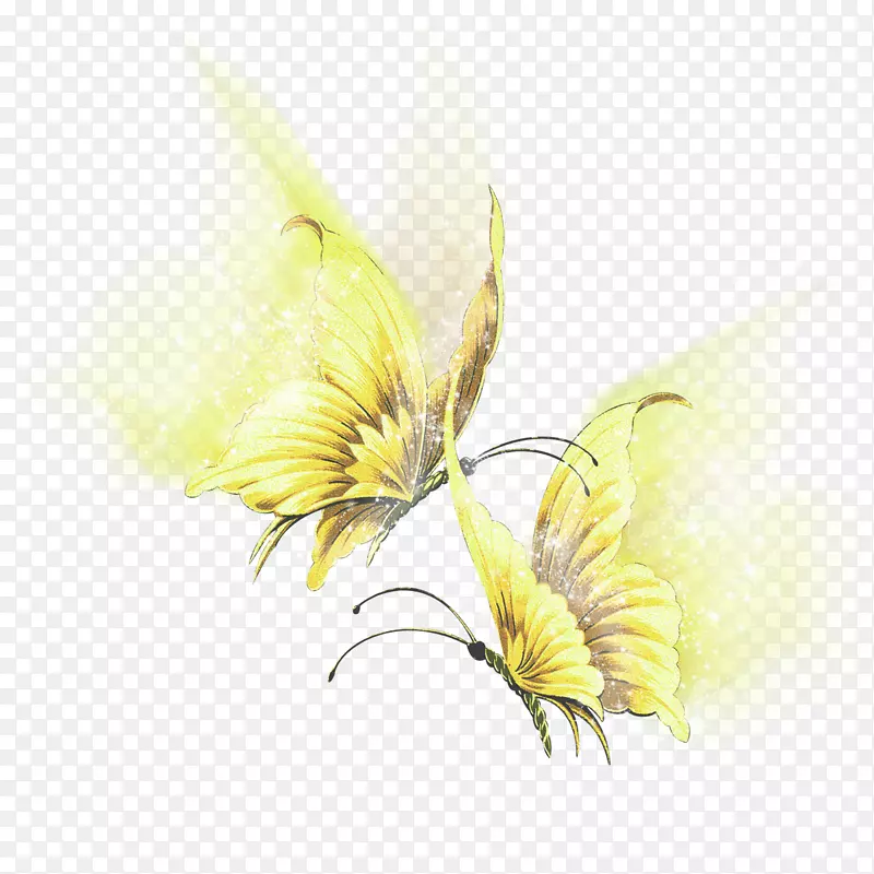 蝴蝶flügel昆虫艺术-蝴蝶