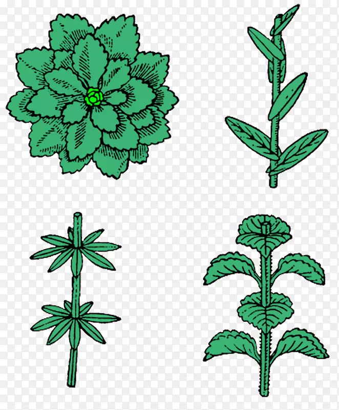 结叶植物茎挪威-叶