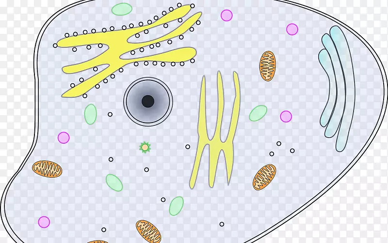 细胞理论植物细胞cèl·卢拉动物剪贴画-Cocodrilo