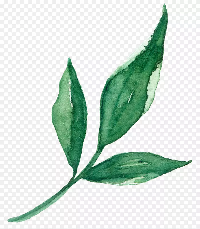 叶植物茎叶