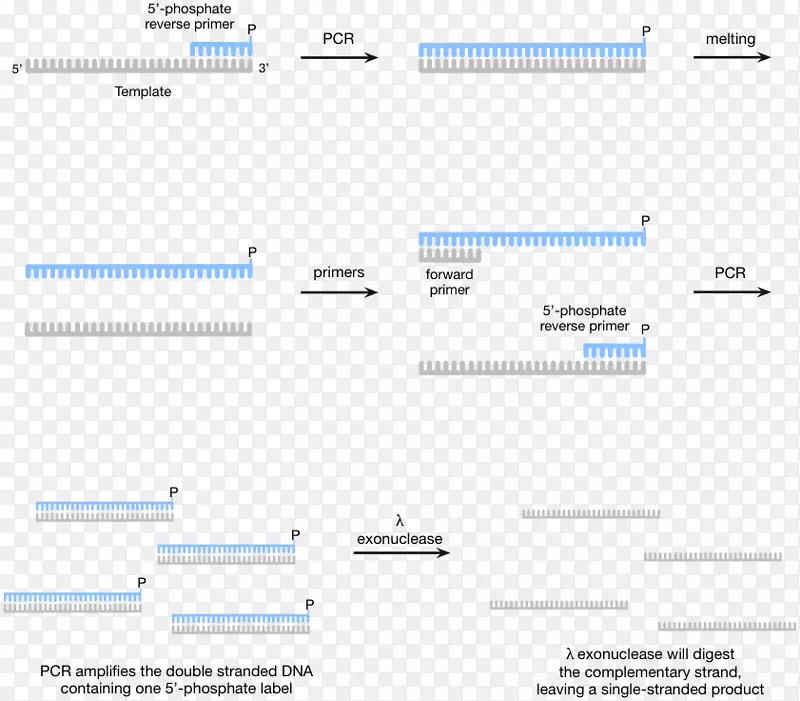 聚合酶链式反应配体DNA聚合酶系统进化的指数富集-聚合酶链反应(PCR)
