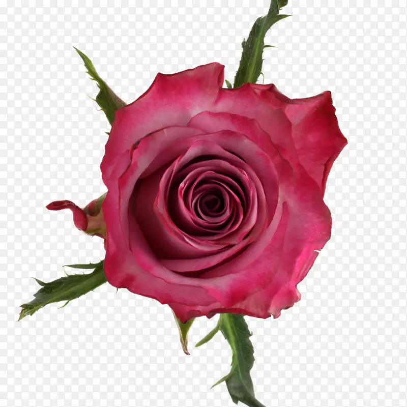 花园玫瑰，卷心菜，玫瑰，花，切花，符合B.V.。-深紫色