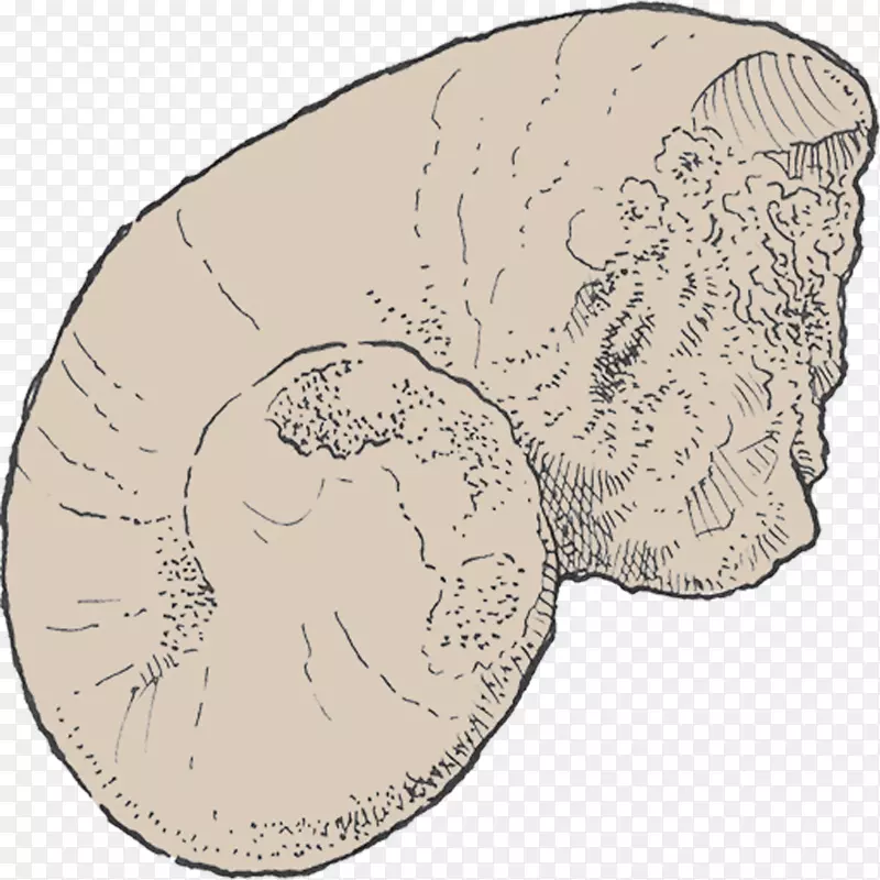 颌骨动物脑