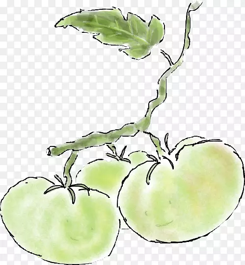 植物茎叶蔬菜花苹果几种樱桃番茄