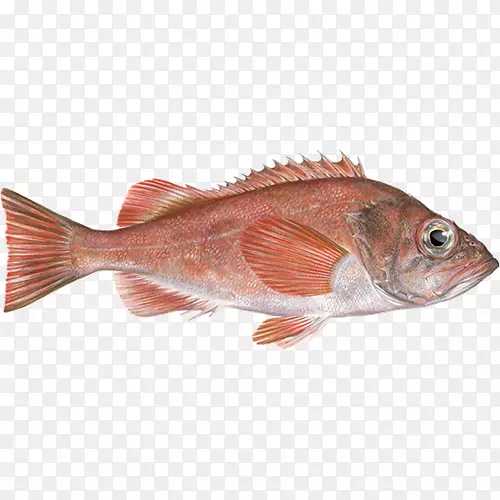 北红笛鲷鱼产品红鱼海鲜捕鱼