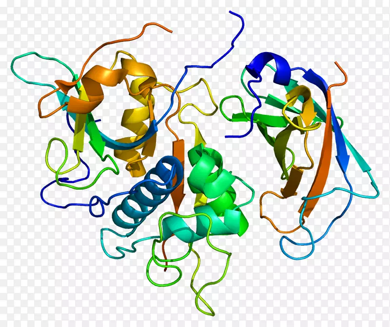 组织蛋白酶b-组织蛋白酶