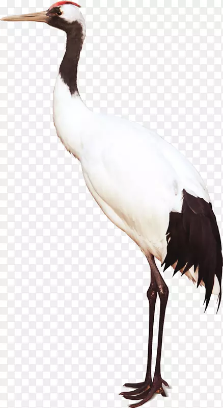 白鹳鸟鹤