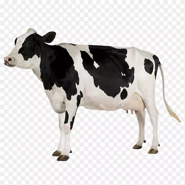 荷斯坦牛、弗里西亚牛、白公园牛、牛肉牛、奶牛、动物园
