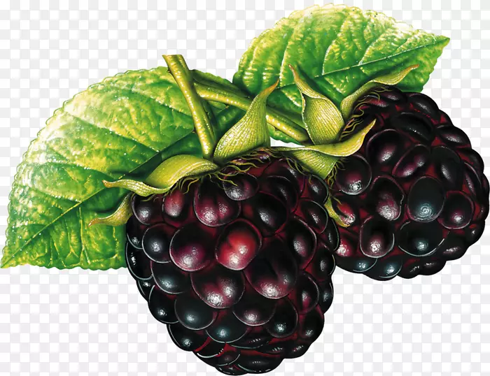 黑莓水果剪贴画-黑莓水果