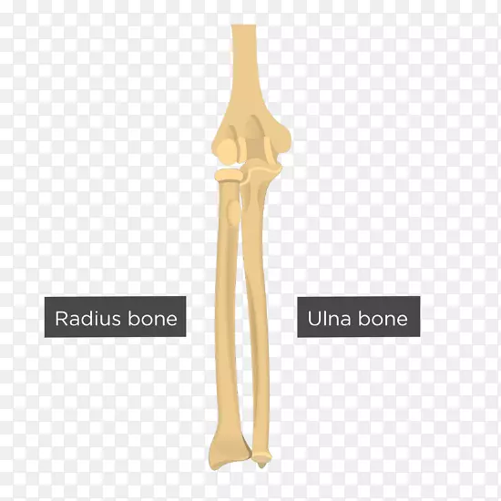 肱骨臂尺桡骨头
