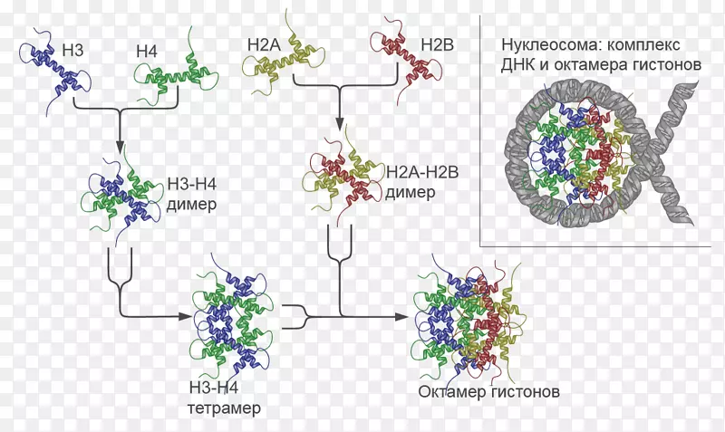核小体染色质染色体组蛋白H2A-组织结构