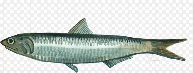 沙丁鱼，欧洲凤尾鱼，油性鱼，鲭鱼