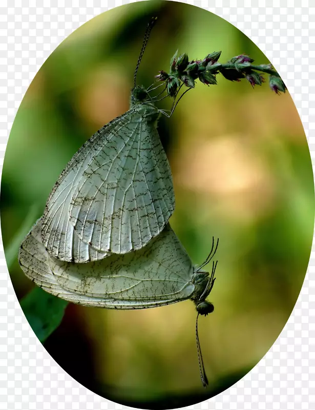 毛茸茸的蝴蝶，飞蛾，鳞翅目，妮娜-蝴蝶