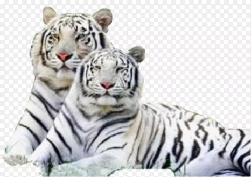 西伯利亚虎，孟加拉虎，猫科，白虎-猫