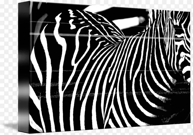 斑马品牌摄影.动物条纹