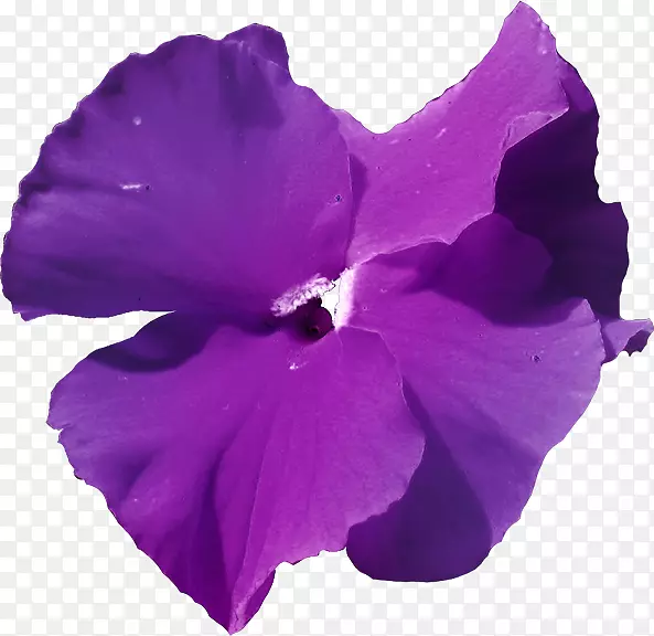 紫罗兰草本植物科紫罗兰