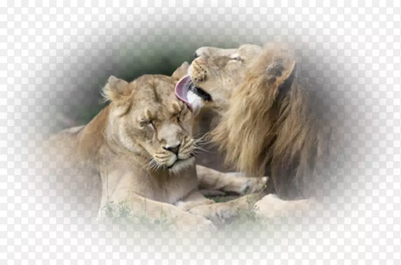 狮子第比利斯动物园水彩画-狮子
