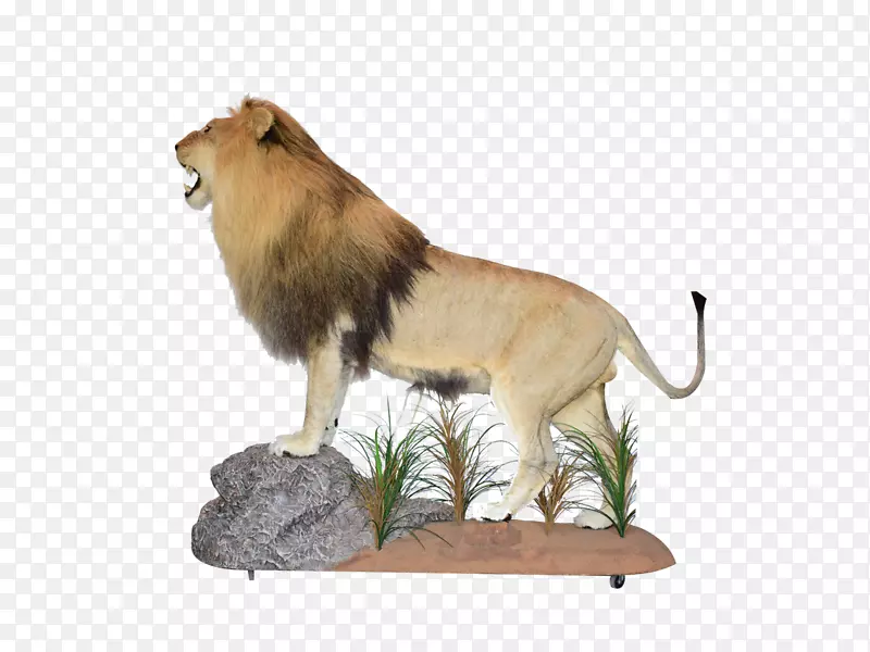 南非狮子标本骨格標本大猫-狮子