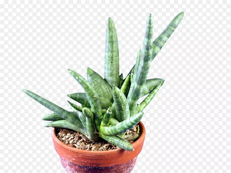 室内植物盆栽芦荟胚性植物
