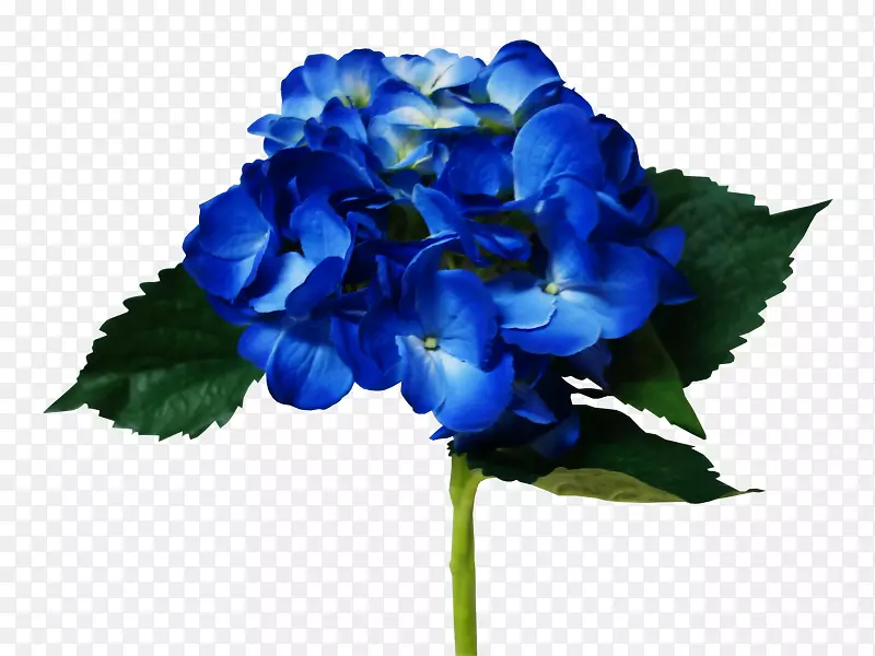 绣球切花，花瓣，一年生草本植物-蓝绣球花