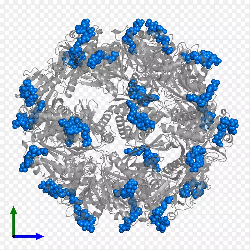 人体珠宝字体-琥珀酰辅酶a合成酶