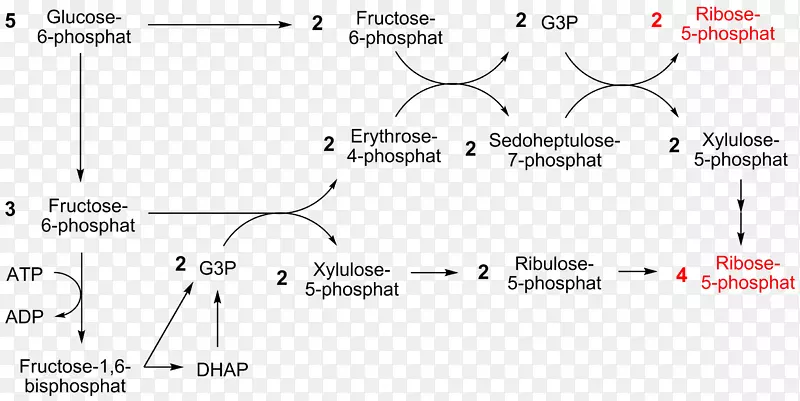 戊糖磷酸途径烟酰胺腺嘌呤二核苷酸磷酸氧化应激核糖5-磷酸钙蛋白循环