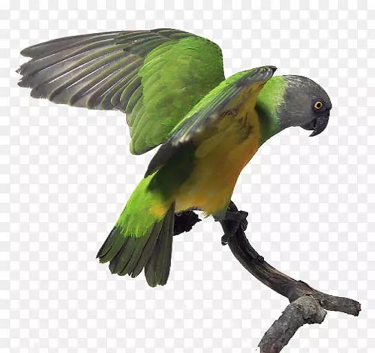塞内加尔鹦鹉亚马逊鹦鹉-鹦鹉