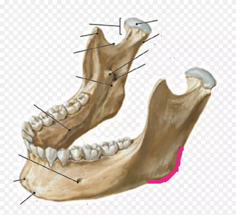 下颌骨解剖颞下窝颅骨-颅骨