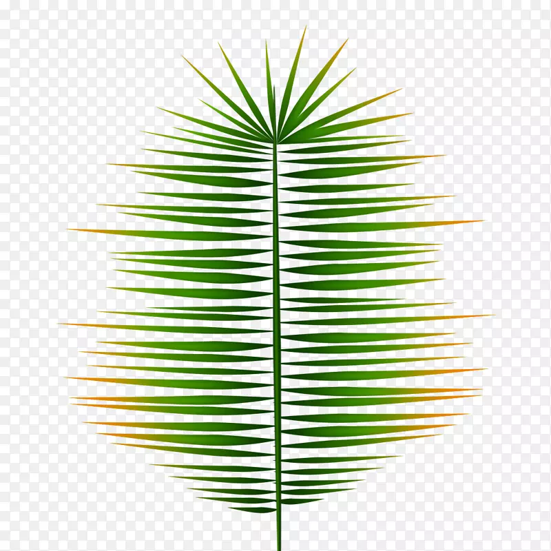 亚洲棕榈草系叶对称系