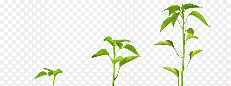 植物激素根种子收获-植物