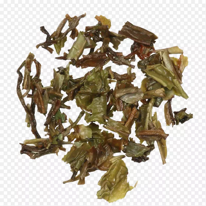 尼尔吉里茶hōJicha茶树