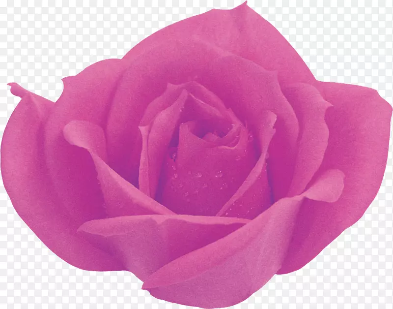 松饼布列斯克水果蛋糕花园玫瑰糕点-紫丁香玫瑰