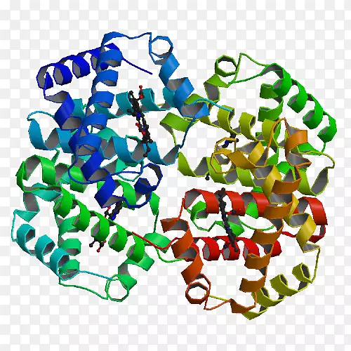 蛋白质结构细胞晶体结构血红蛋白镰状细胞