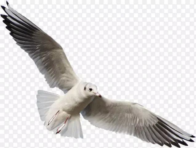 海鸥鸟群欧洲鲱鱼海鸥剪贴画