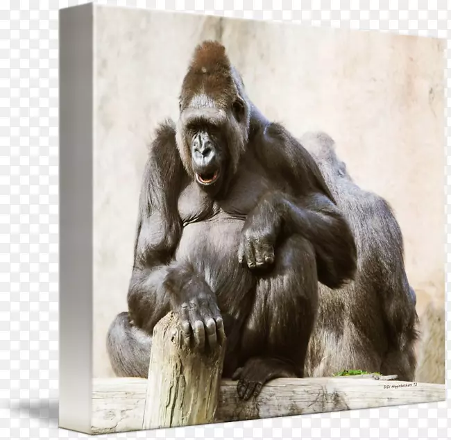 普通黑猩猩西部大猩猩画布印猴