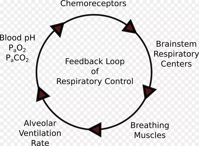 负反馈呼吸系统因果回路图正反馈
