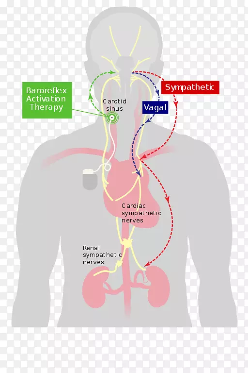 压力感受器心脏颈动脉窦副交感神经系统-心脏