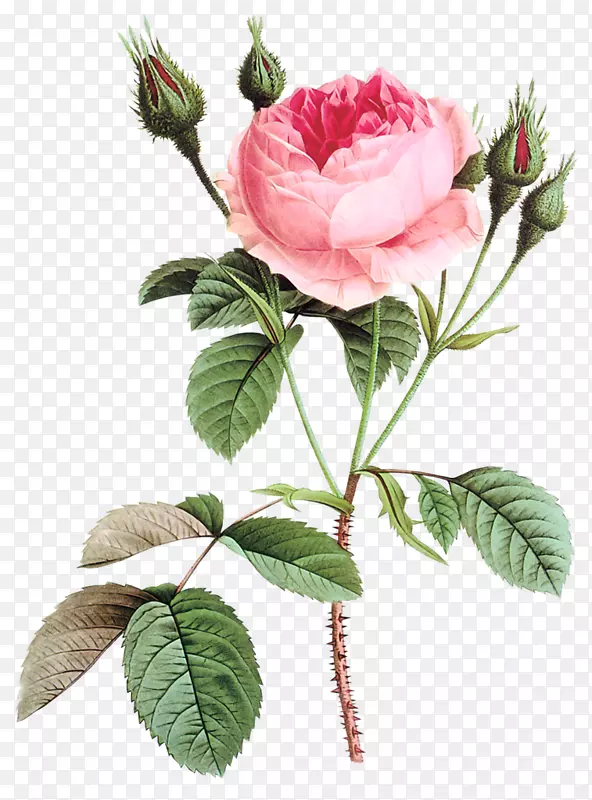 壁画花卉设计纸墙纸-玫瑰