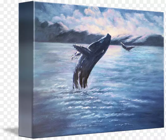 鲸类图片-鲸鱼水彩