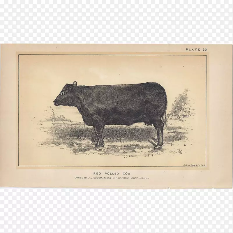 牛猪画框-公牛